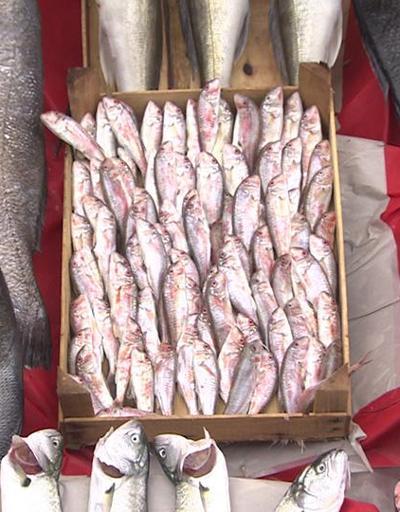 Balıkçılar yeni sezondan umutlu İşte bolluk bekledikleri balık türleri...