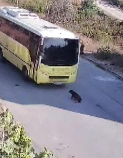İETT otobüsü sokak köpeğini ezdi