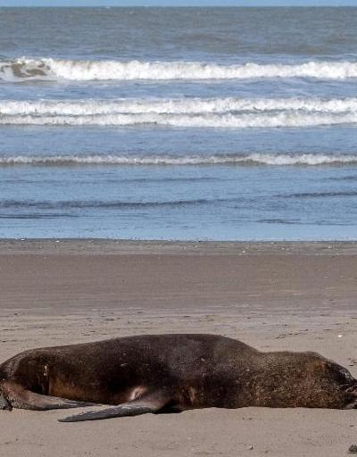 Kuş gribi salgını Arjantinde düzinelerce deniz aslanını öldürdü