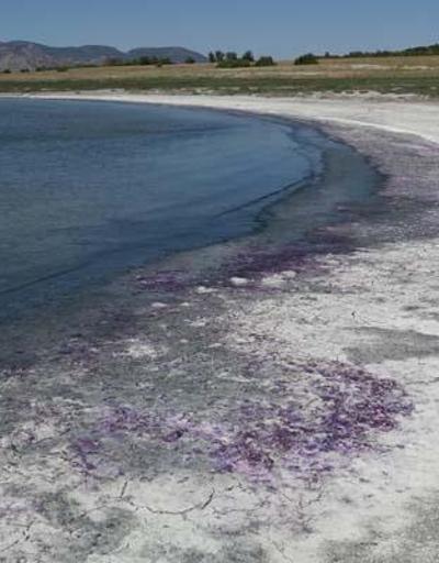 Kuraklık Burdur Gölü de vurdu: Sahil morardı