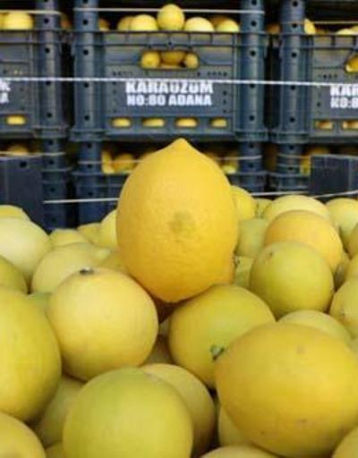 Limon hem kilo verdiriyor hem de kolajen üretiyor