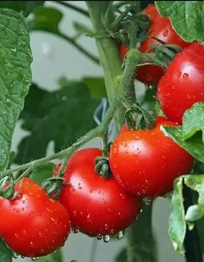 Prof. Dr. Canan Karataydan domates uyarısı: Böyle görünenleri sakın tüketmeyin