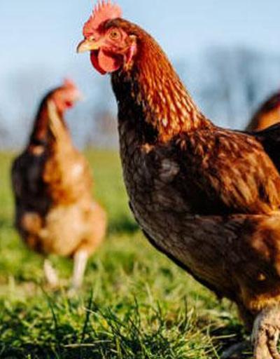 Japon bilim adamlarından dikkat çeken çalışma: Tavuk gıdaklamasını tercüme ettik