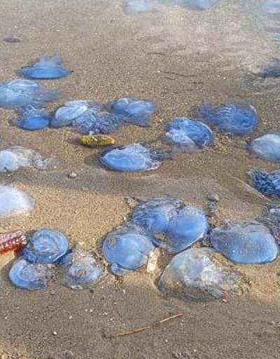 Mavi denizanaları Foça sahillerini terk etmedi