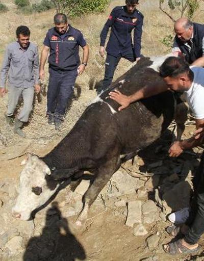 Su kuyusuna düşen inek, 2 saatte kurtarıldı