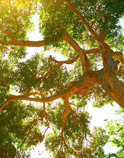 Garkat ağacı nedir, neden önemlidir Gargad ağacı hikayesi nedir Gargat ağacı hadisi...
