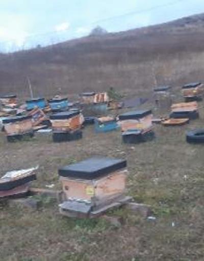 Artvin’de köye inen ayılar, arı kovanlarını parçaladı