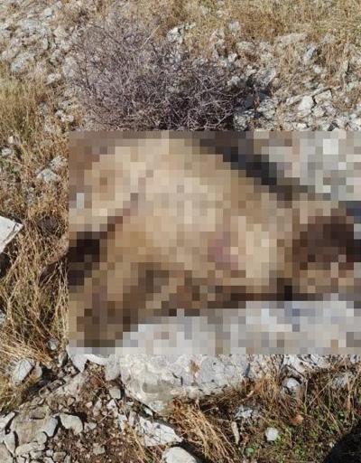 Şırnak’ta kurtların saldırdığı sürüdeki 14 koyun öldü