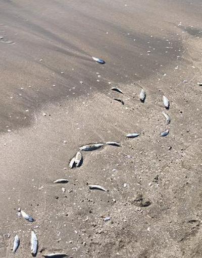 Erzin’de sahile ölü balıklar vurdu