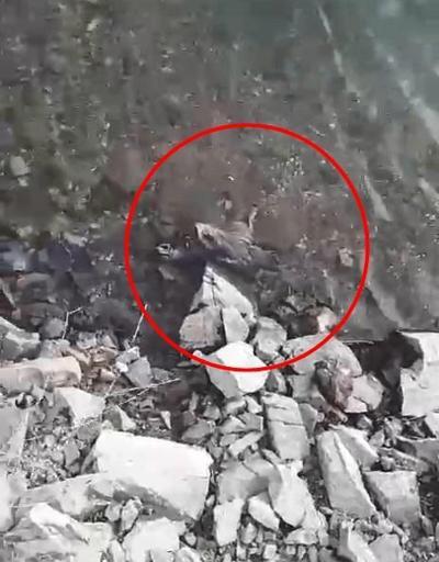 Elazığda tedirgin eden görüntü 50ye yakın keklik ölüsü bulundu