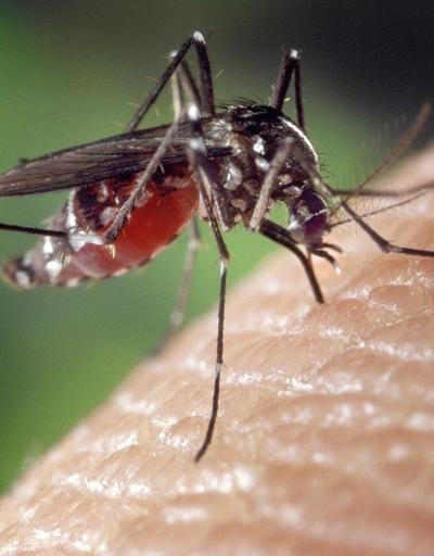 ABD sivrisinek kaynaklı virüse karşı ilk aşıyı onayladı