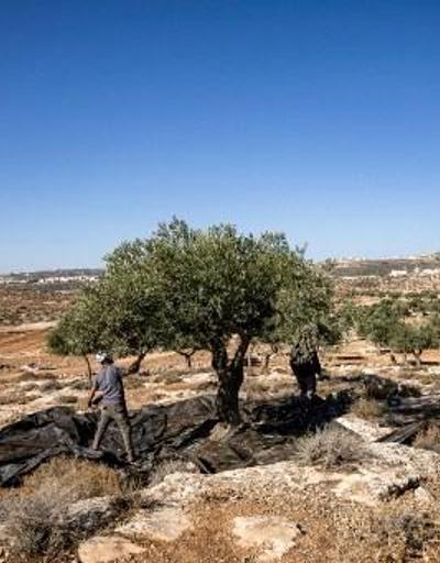 Yer: Yerleşimci şiddetinin artış gösterdiği Batı Şeria... Filistinlilerin zeytinliğini koruyan haham