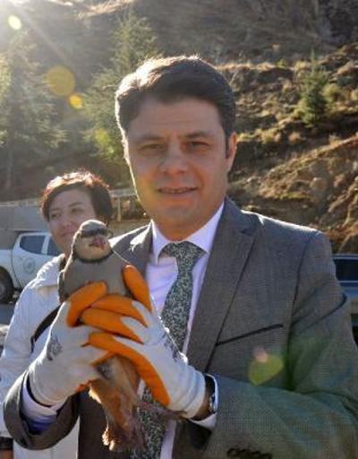 Puhu kuşu ve yılan kartalı doğaya bırakıldı