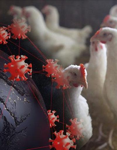Japonya’da kuş gribi alarmı: 40 bin kümes hayvanı itlaf edilecek
