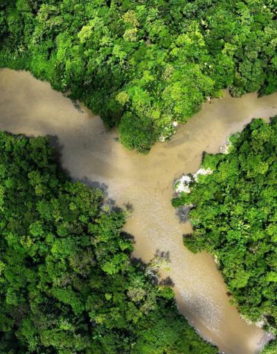 Brezilya, ciddi anlamda ormansızlaşma oranları ile karşı karşıya