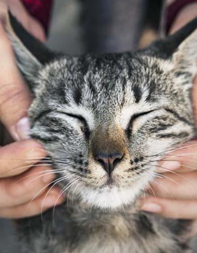 Evinde kedi besleyenlere Uyuz uyarısı Nasıl önlemler alınmalı