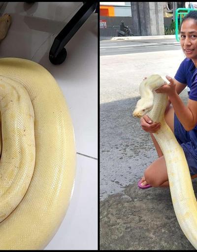 Sokakta yılan paniği: 4 metrelik albino piton, geceyi ekiplerin odasında geçirdi.