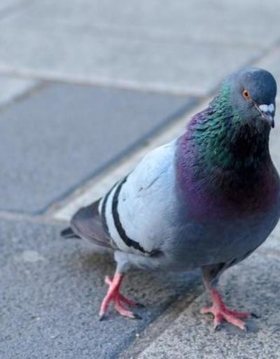 Japonyada güvercine çarpan şoför tutuklandı