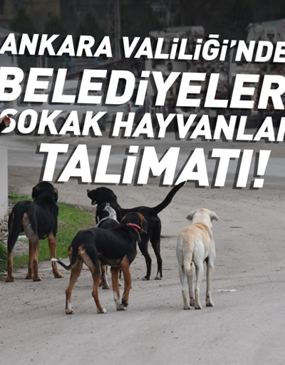 Ankara Valiliğinden belediyelere sokak hayvanları talimatı