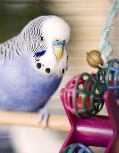 Evcil Hayvanlarımızın Sağlığı: Muhabbet Kuşu Gagasında Mantar Belirtileri Ve Tedavisi