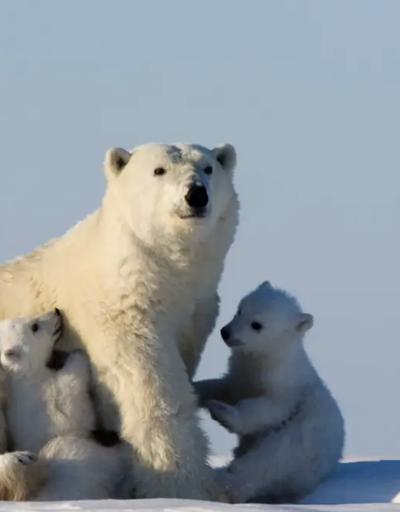 Kutup ayısından ilham alınarak kazak üretildi