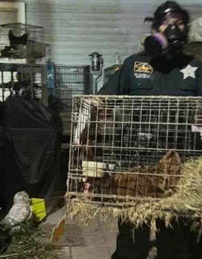 ABD polisi, evinde 309 hayvan bulunan kadını tutukladı