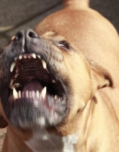 Ağızlıksız pitbull gezdirdi: 33 bin TL ceza uygulandı