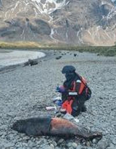 Kuş gribi alarmı: Kutup ayısının ardından foklara sıçradı