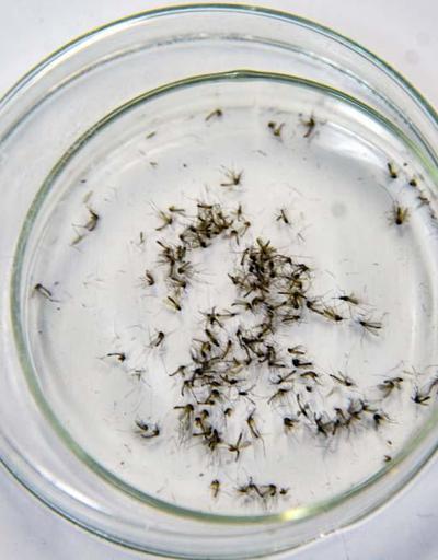 Dikkat çeken sivrisinek uyarısı: Kış uykusuna yatmadılar, saldırmaya, kan emmeye devam ediyorlar Özellikle buralara dikkat