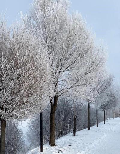 Sibirya soğuklarının etkisindeki Ardahanda ağaçlar kırağı tuttu