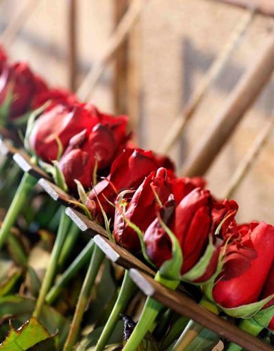 Sevgililer Gününe doğru mesai yoğunlaştı: Serada 20 lira, çiçekçide ise 5 katı