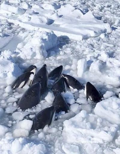 Görüntüler Japonyadan... Katil balina sürüsü buz kütlesine sıkıştı