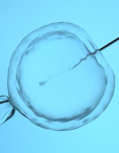 ABDde embriyo çocuktur kararı: O eyalette tüp bebek çalışmaları durdu