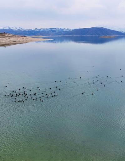 Küresel ısınma ile sayıları azalan su kuşları için Tuncelide envanter çalışması: 11 türde 10 bin kuş var