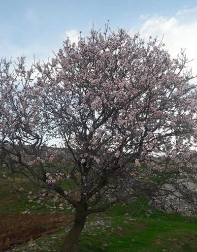 Silvan’da badem ağaçları çiçek açtı