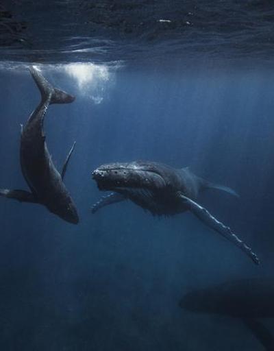Balinalarda menopozun ömrü uzattığı ortaya çıktı