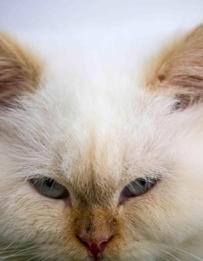 Japonyada kimyasal tanka düşen kedi aranıyor