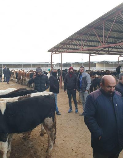 Kırşehirde şap hastalığı nedeniyle kapatılan hayvan pazarı yeniden açıldı