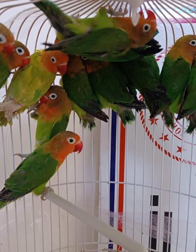 Manisada satışı yasak 14 cennet papağanı ele geçirildi