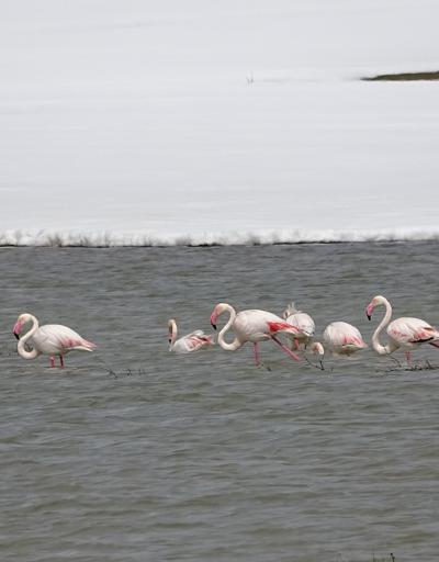 Nehil Sazlığı, ilk kez flamingoları ağırlıyor