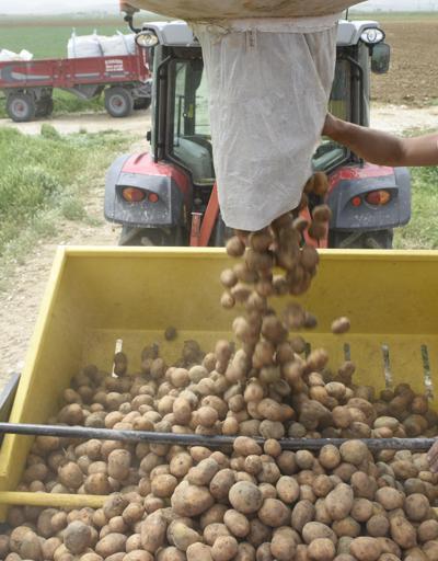 Altunhisarda yazlık patates ekim alanı yüzde 70 arttı