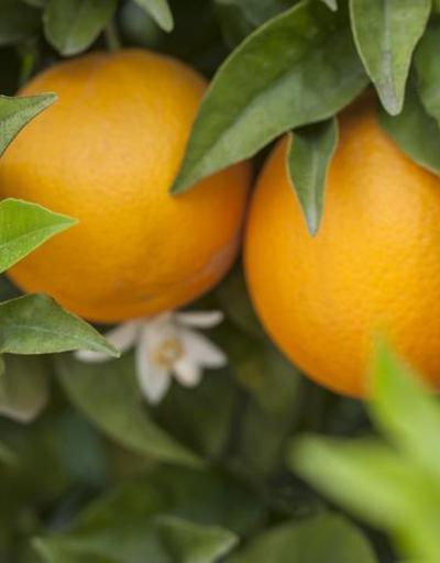 Portakal Besin Değeri: Portakal Kaç Kalori