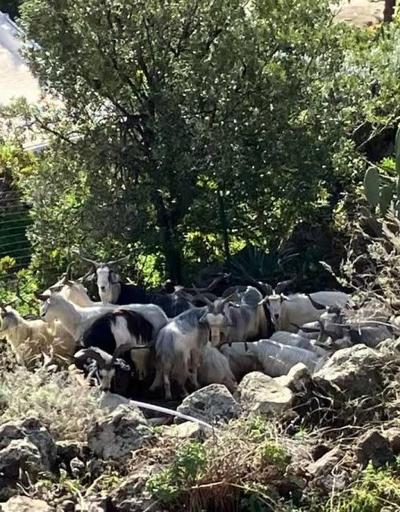 Sicilya’ya bağlı adada yaban keçileri, nüfusun 6 katı oldu