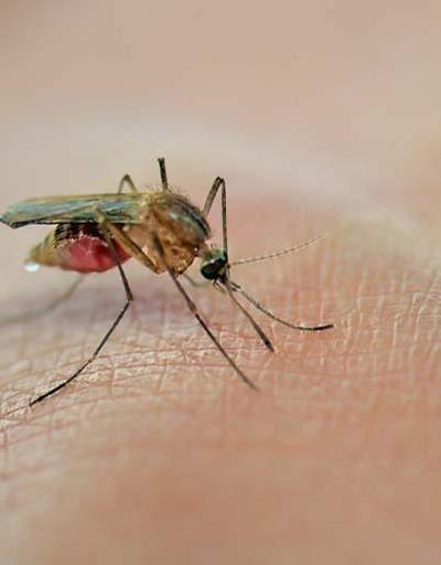 Sivrisineklerle mücadelede ideal zaman