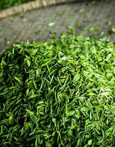 İlk hasat için binlerce dolar Yeşil çayın kilogramı rekor fiyata satıldı…