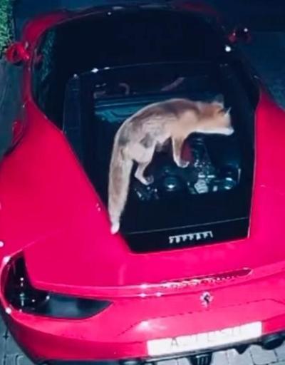 TikTokta viral olan görüntü şoke etti Davetsiz misafir adamın milyon dolarlık spor arabasına bakın ne yaptı