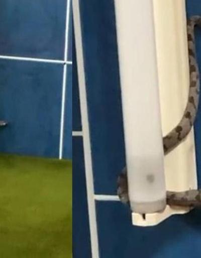 Son 20 günde 3üncü vaka Antalyada camiyi yılanlar bastı