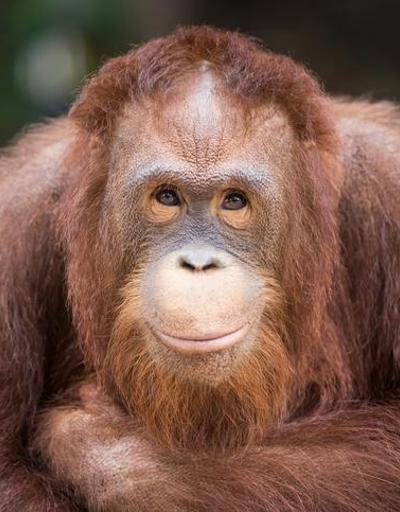 Orangutan diplomasisi Planın merkezinde palm yağı var...
