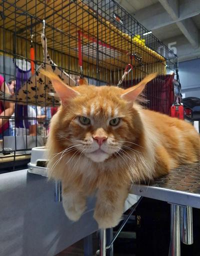 Dünyanın en güzel kedisi seçildi Bu yılın şampiyonu tam 10 kilo ağırlığında Krems an del Donaunun gururu