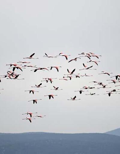 Flamingolardan görsel şölen